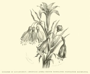 Liliaceae von Sacsahuaman, Amaryllis aurea, Crinum urceolatum, Pancratium recurvatum